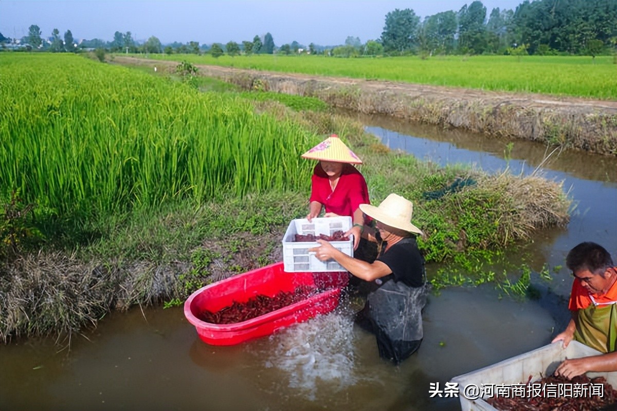峡江小龙虾拓宽农民致富路,稻虾共作开辟致富新门路