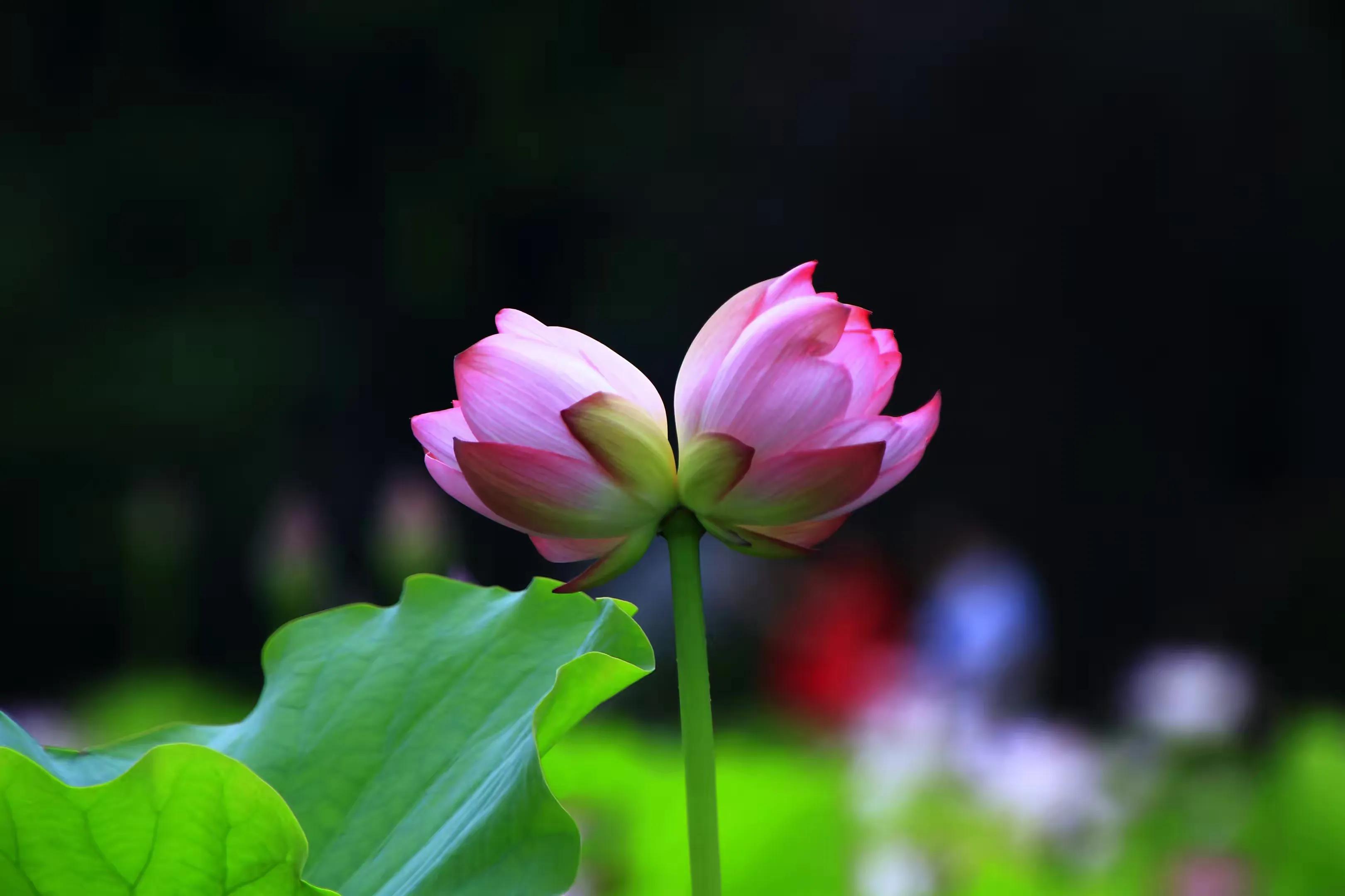 道德经与佛经的共同之处,佛经与易经的区别