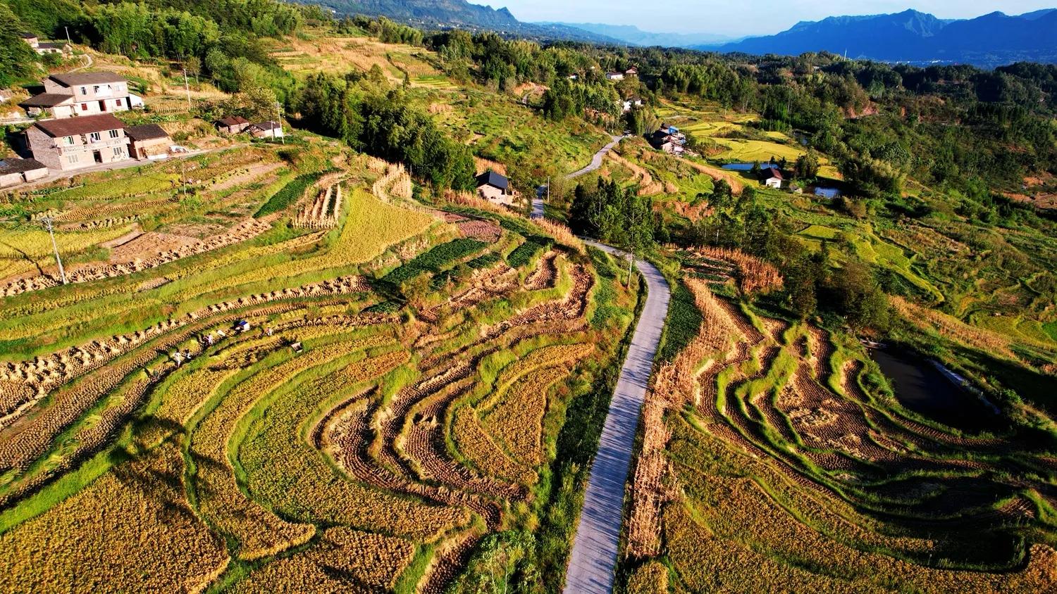 稻菽飘香各地丰收忙,稻菽飘香图片