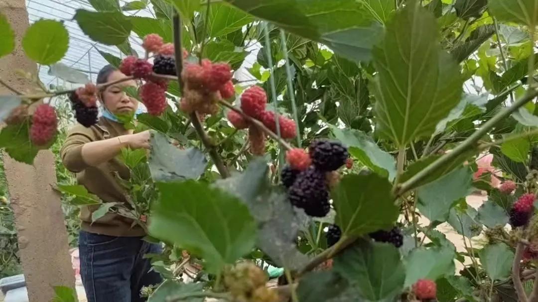 桑葚树野外采摘,新鲜采摘桑葚多少钱一斤