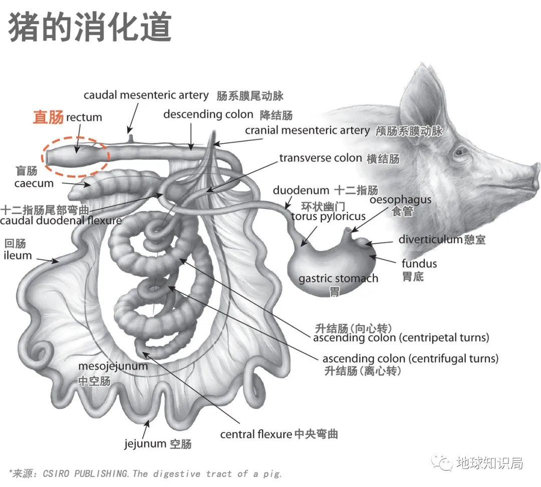 没洗干净的猪大肠到底臭不臭,猪大肠3年没洗是真的吗