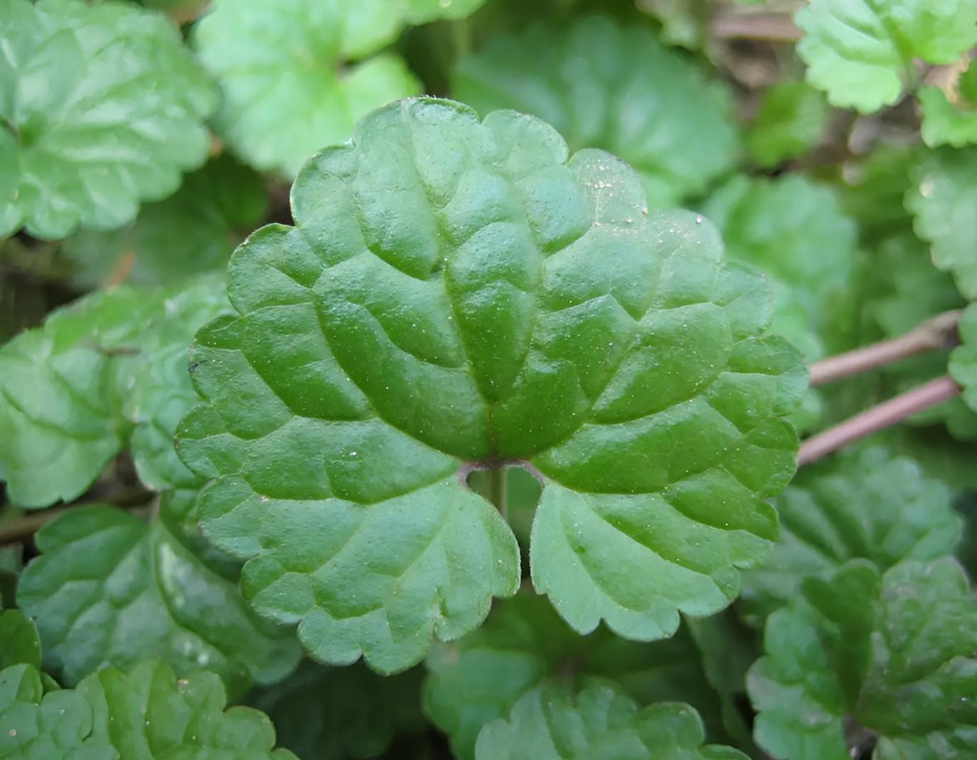 在溪边阴凉处，有1种肺风草，十分珍贵，看到挖走就赚了，别忽视