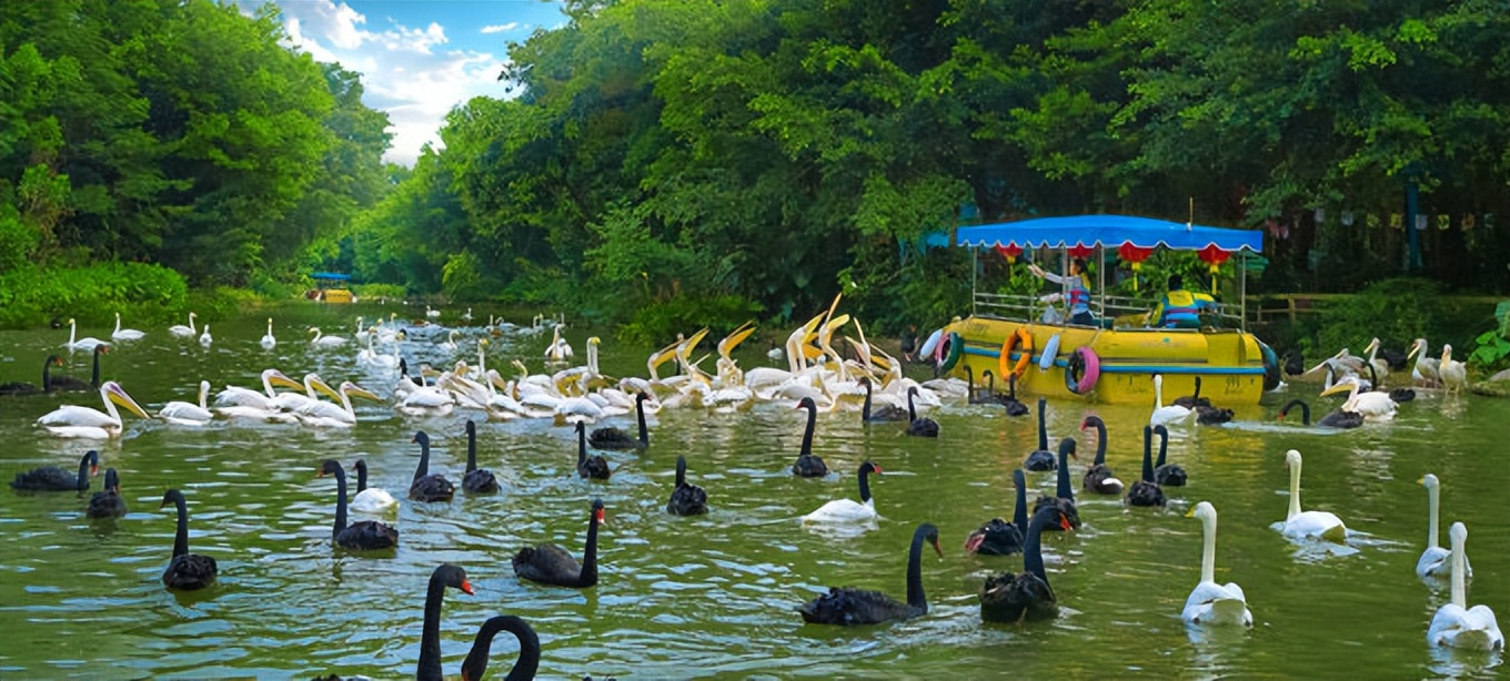 广州长隆最全游玩攻略飞鸟乐园,广州长隆哪两个主题乐园适合老人