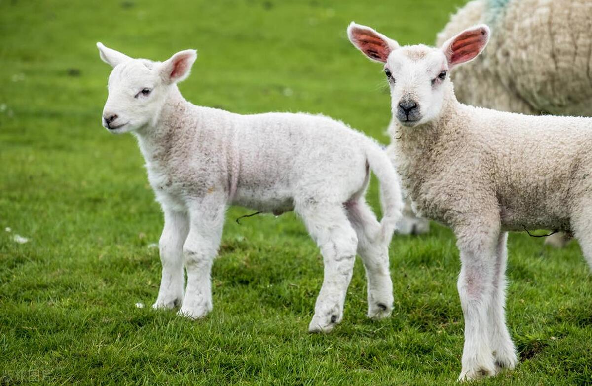 羔羊病毒性痢疾怎么治疗用什么药,治疗羔羊痢疾的药