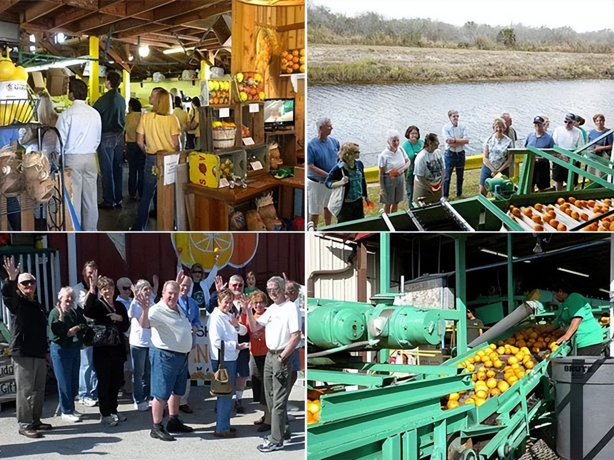 种植型家庭农场经营模式,新农田柑橘种植家庭农场