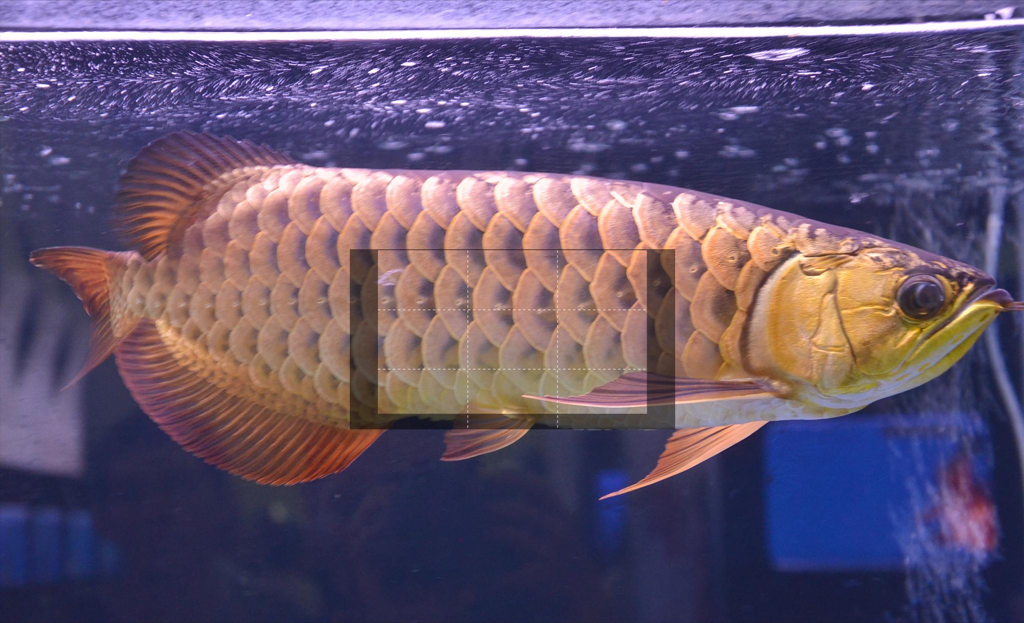 龙鱼箭虫感染不再是问题：实用技巧让你的鱼缸清洁又安全！