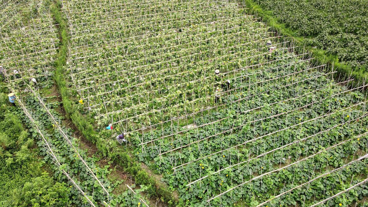 怎么做好农村家庭农场,想要经营家庭农场你必须知道这些