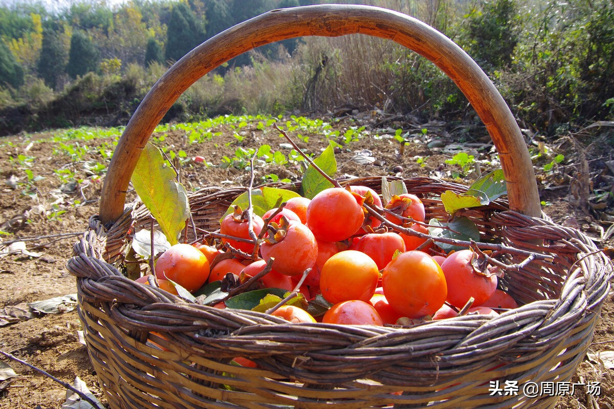 唐都浪子《饥荒年代关中往事》之：烧毛豆