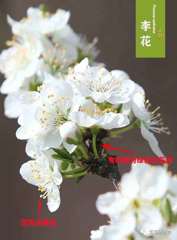 九种春花辨别,常见春花极简识别法