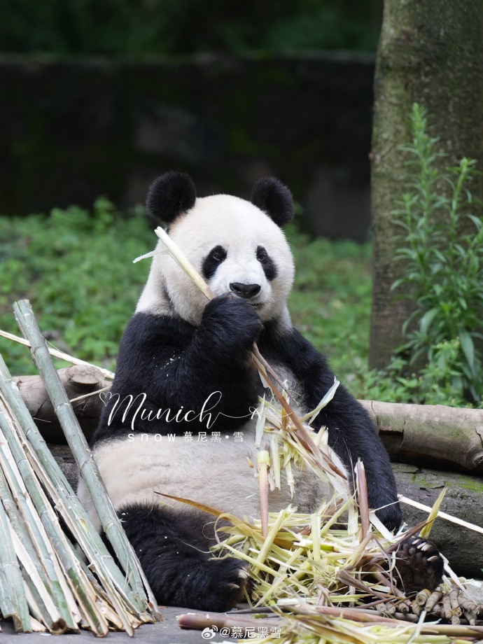 不高的高高和他不白的老婆白云——91年出生的童颜女神大熊猫白云