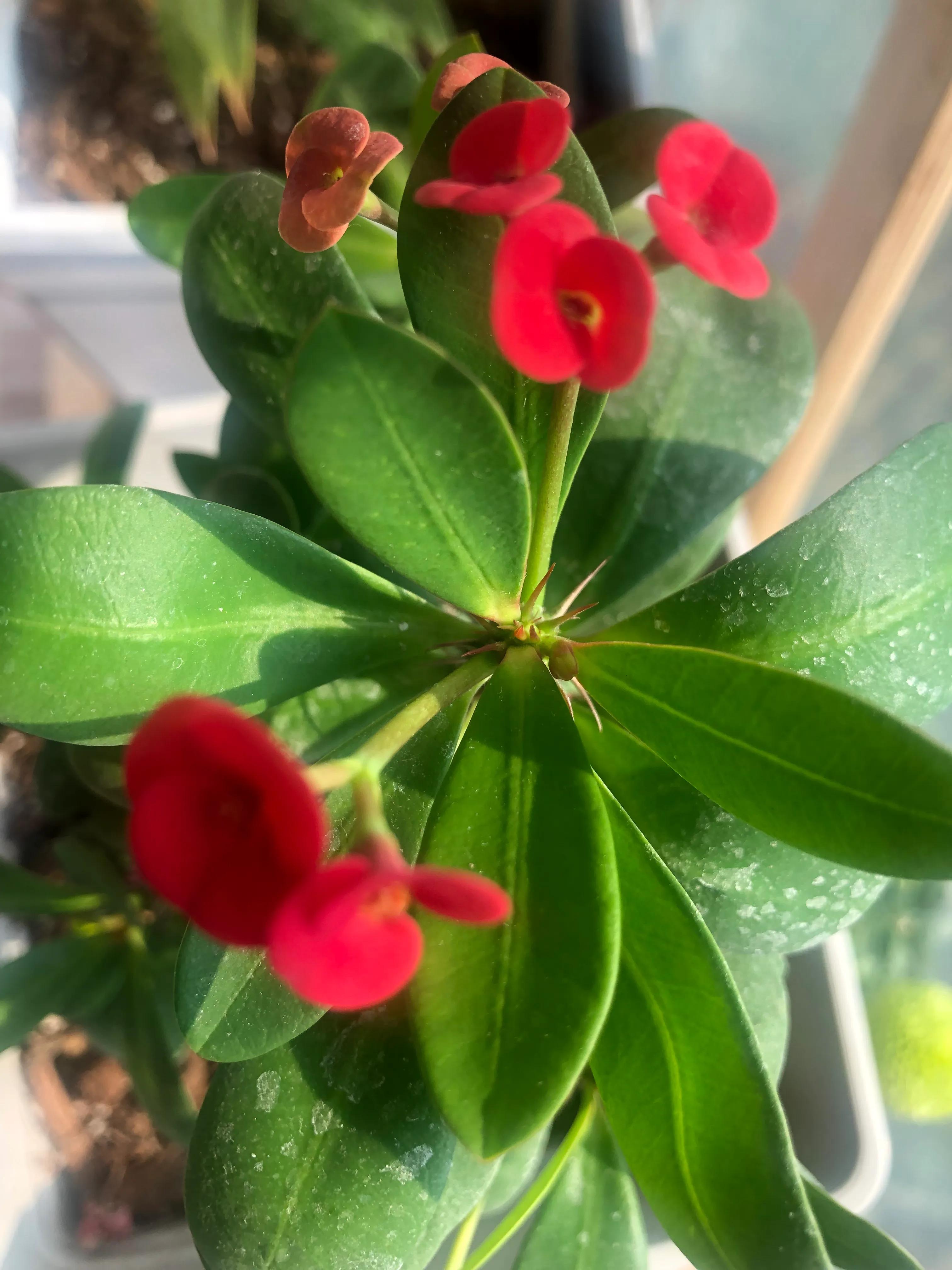 美丽俏佳人发型,美丽俏佳人化妆品好吗