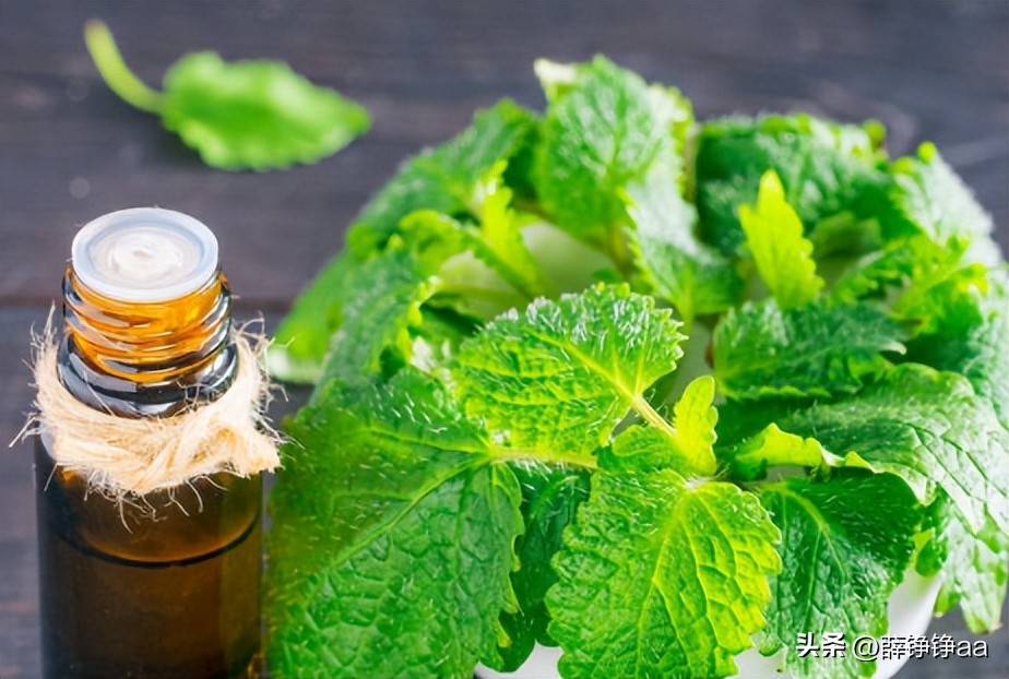 薄荷精油详细介绍,薄荷精油具有温和的能力