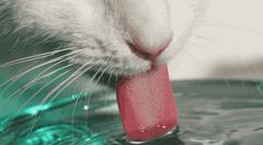 猫咪尿结石反复怎么解决,猫咪尿结石吃什么药消结石