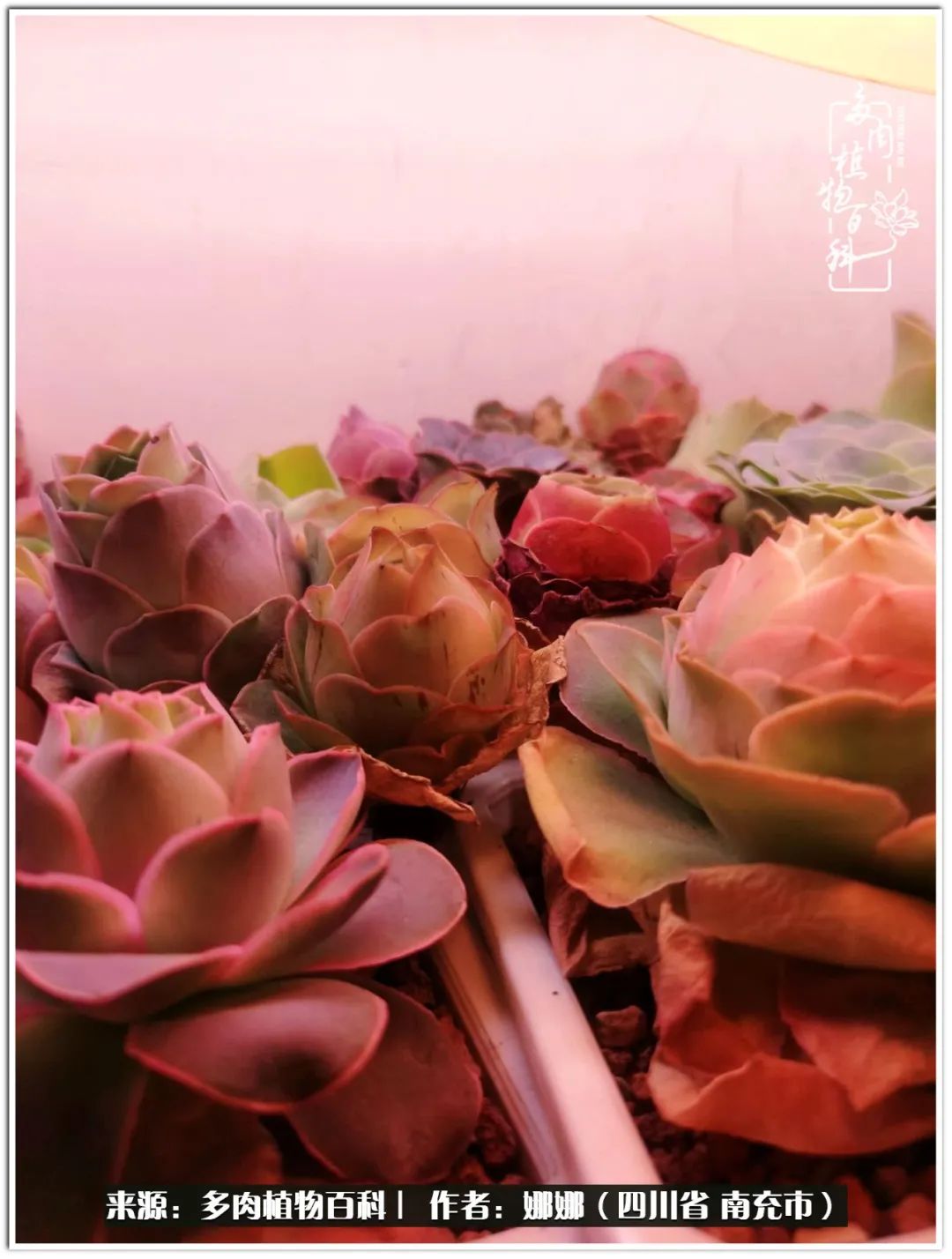 带刺的玫瑰阳台多肉,开花的玫瑰多肉