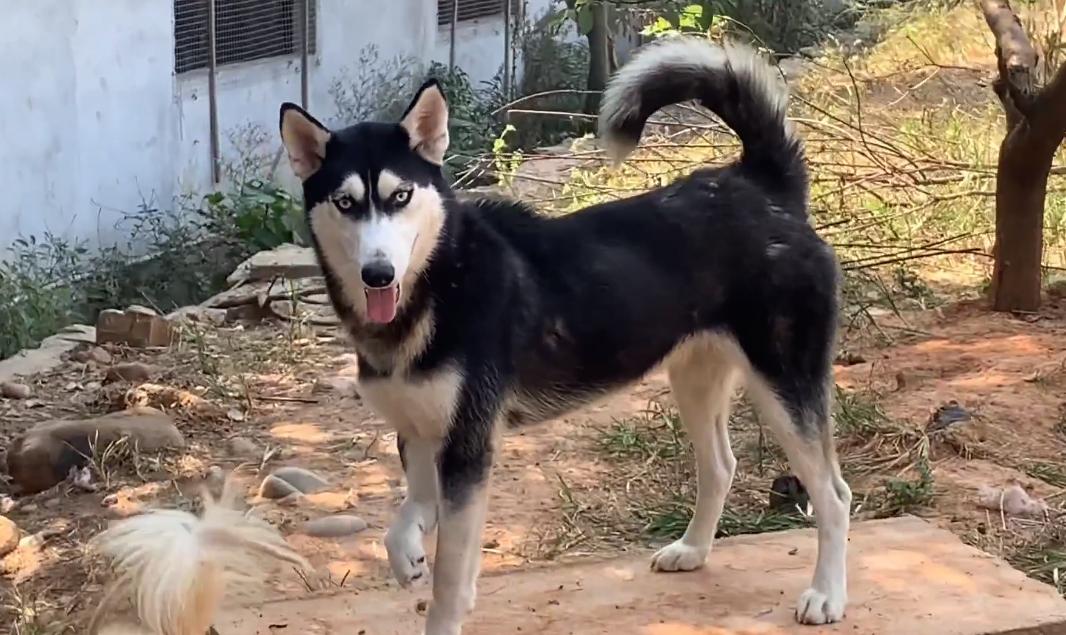因为6000治疗费被抛弃的哈士奇，历经10个月，它已经成为纯纯二哈