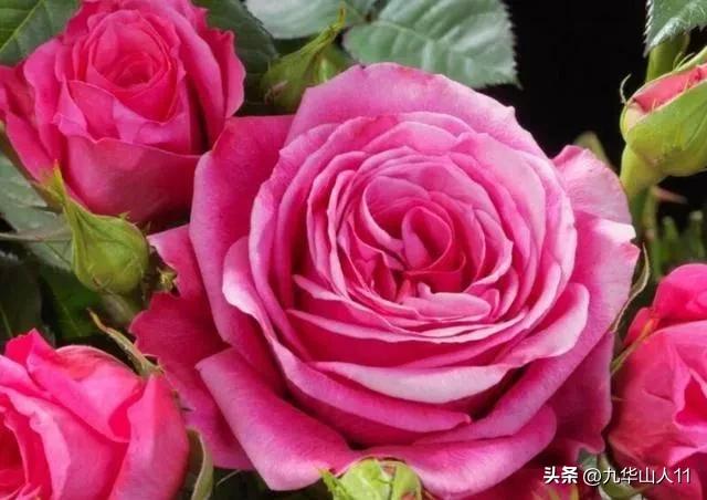 微型月季品种价格是多少 (微型月季品种有哪些)