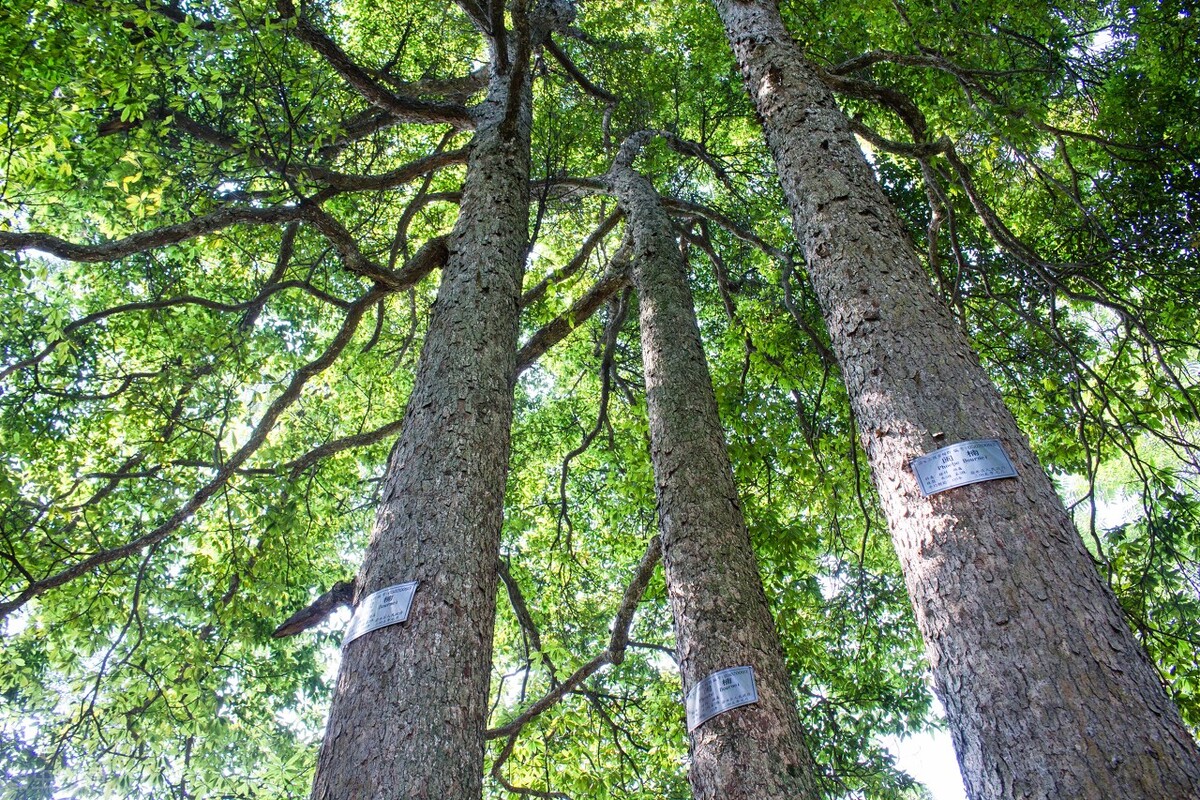 贵州发现50米高的千年金丝楠木,贵州有一棵金丝楠木价值十亿