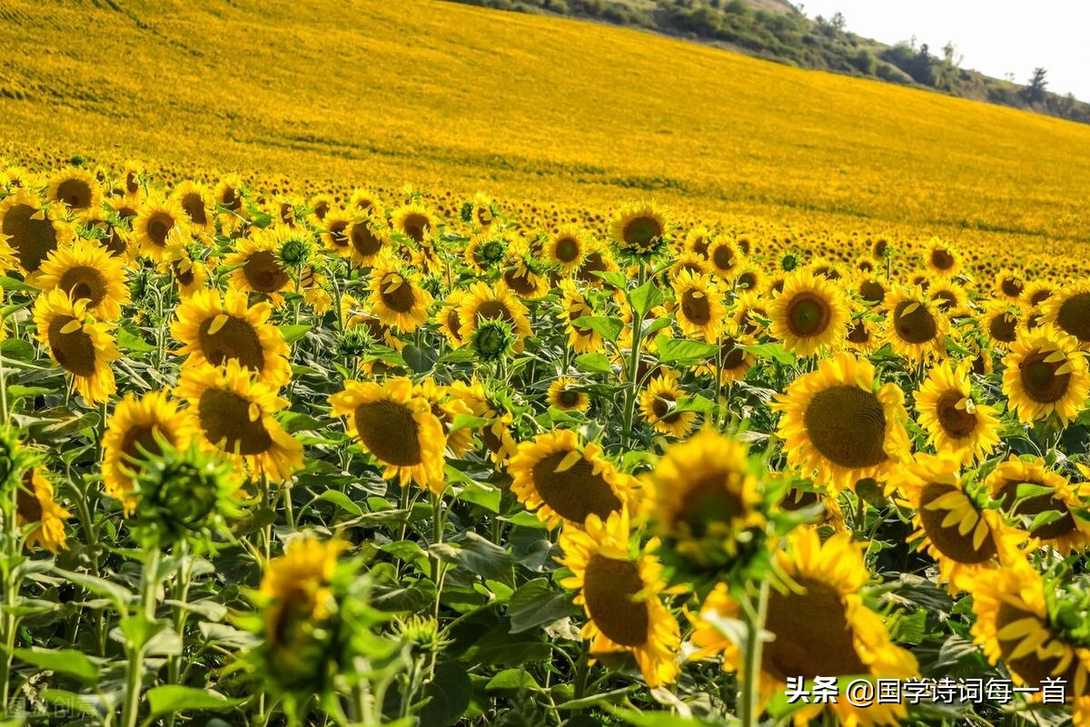 飞花令1000首必背诗词,飞花令古诗词1000句
