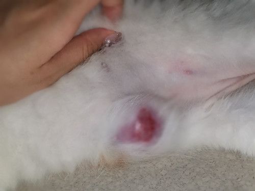 猫咪发情时，会有哪些表现与特征？