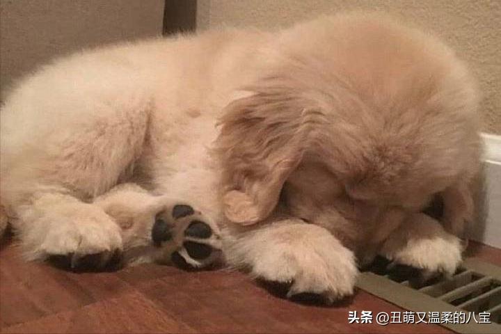 金毛犬不吃食怎么办,金毛犬不吃食是什么病