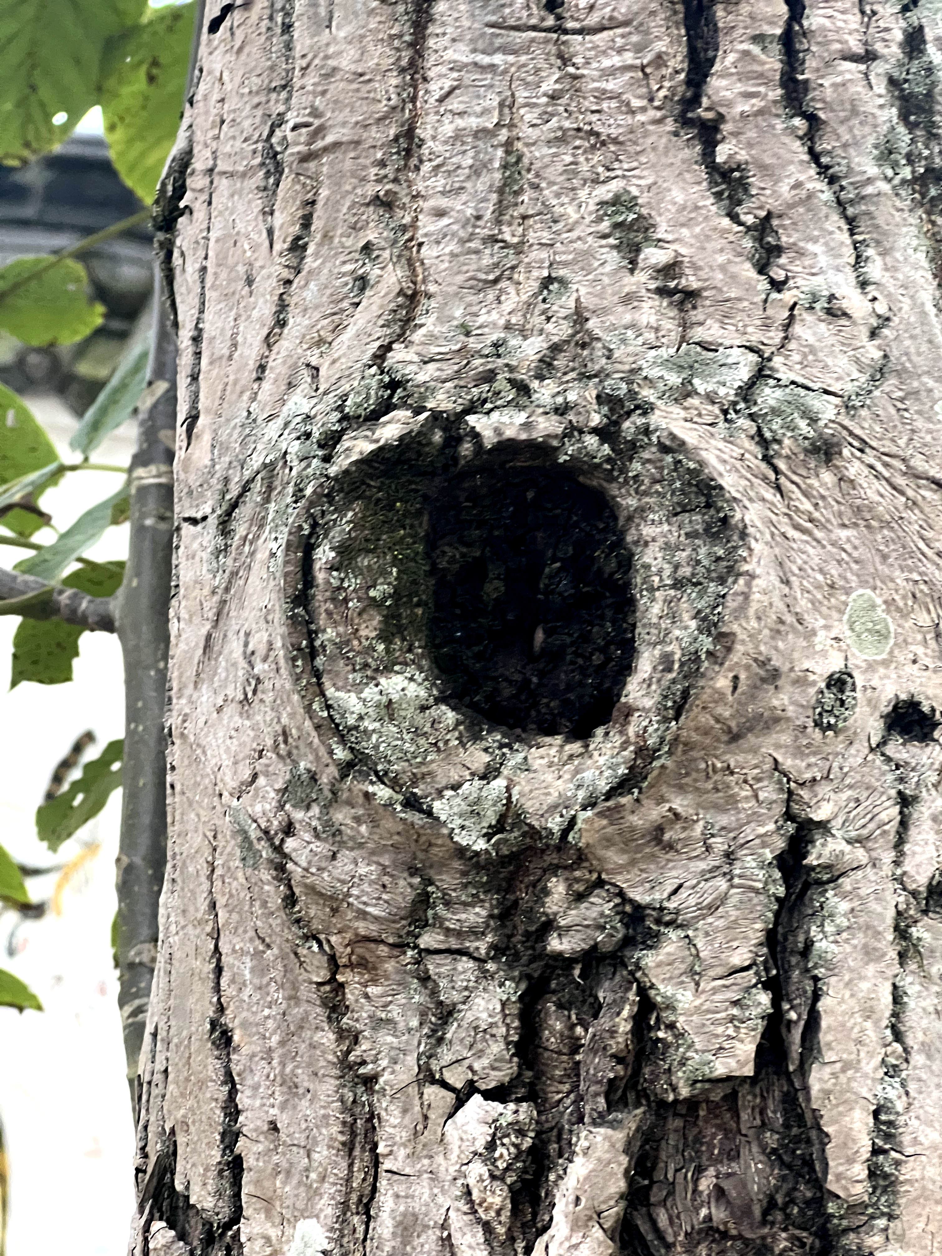 四川广元剑阁核桃树,广元剑阁核桃树