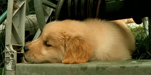 买金毛注意事项,买金毛注意事项有哪些