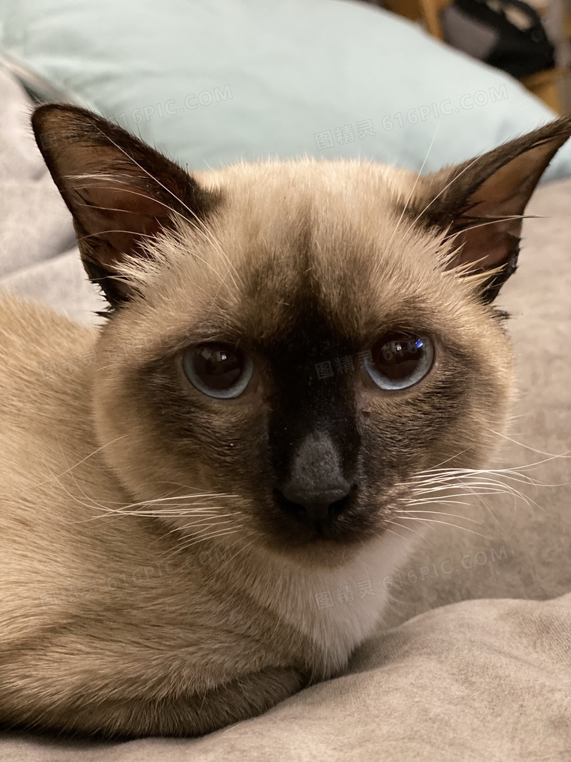 为什么越来越多人喜欢养橘猫,为什么养暹罗猫要有田园猫