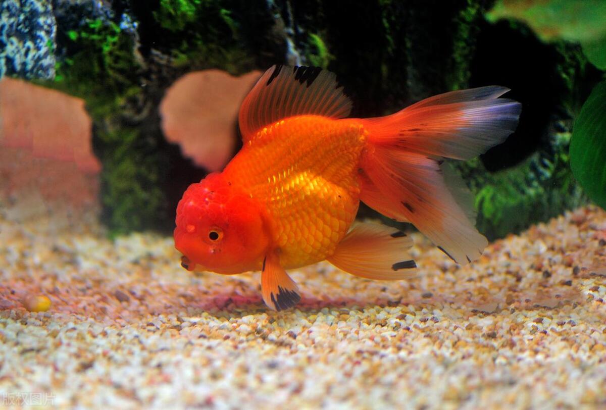 金鱼喂食水蚤优缺点,金鱼几天不喂食会死