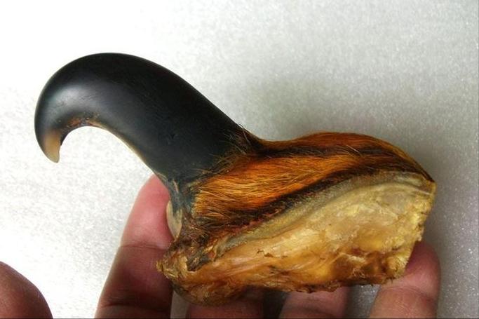 喝老虎酒有什么功效,老虎的骨头对人体有害吗