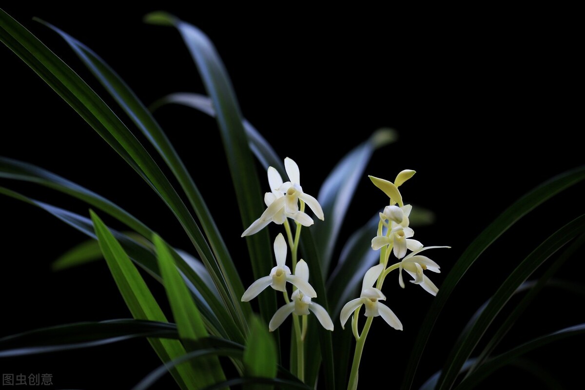 适合阳台养光照少的花四季开花,适合阳台上一年四季好养的花