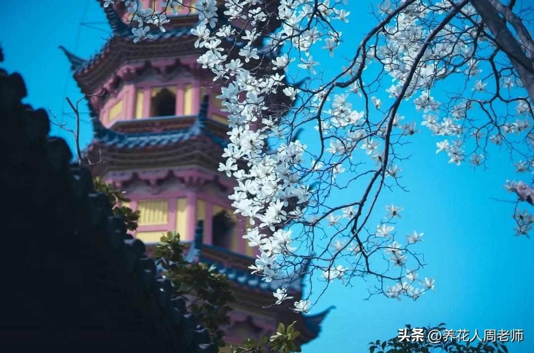 吴伯箫灯笼第二段仿写100字,吴伯箫灯笼第二自然段仿写