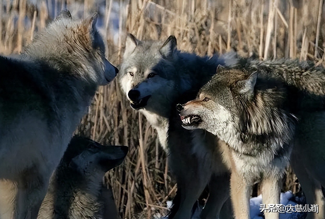 情侣野外发现尸体,情侣拜天地