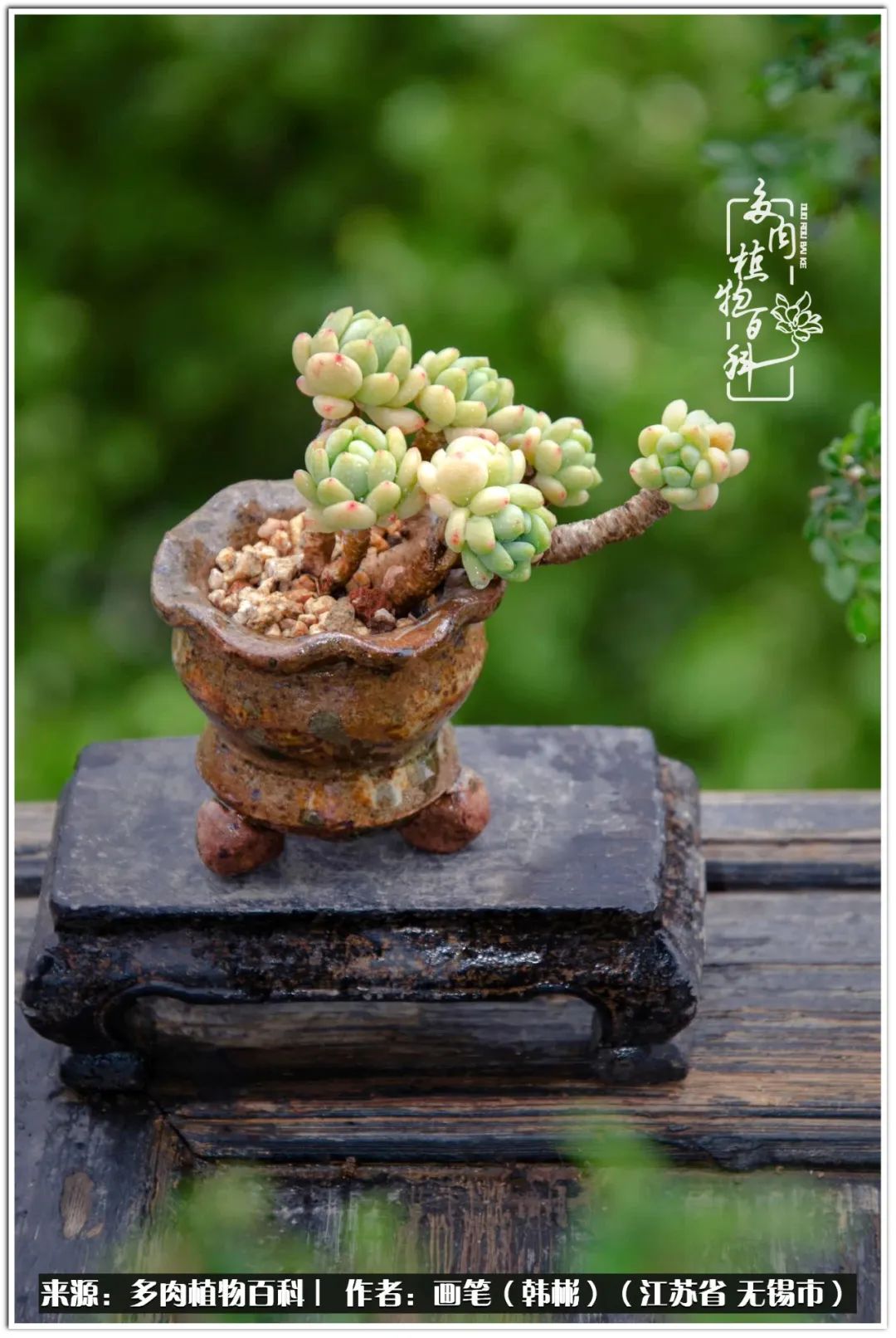 月满西楼别有一番滋味在心头,绿肥红瘦