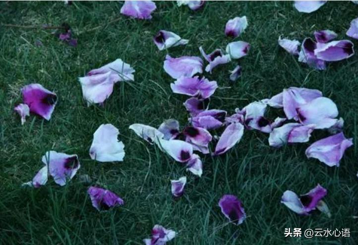 韩愈感春阅读答案及翻译赏析,韩愈感春四首全篇翻译