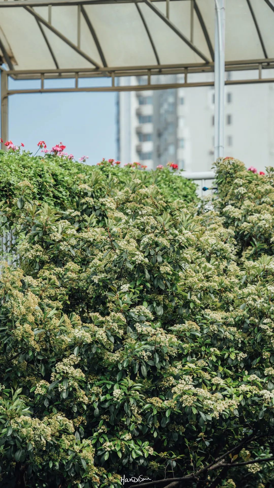 梧桐絮和石楠花,极限二选一