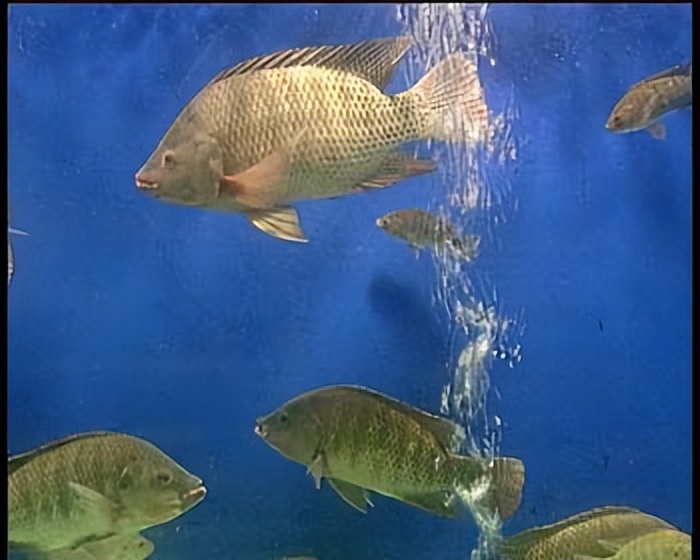 海洋动物体内的原肌球蛋白含量，是否会引起人体食物过敏？