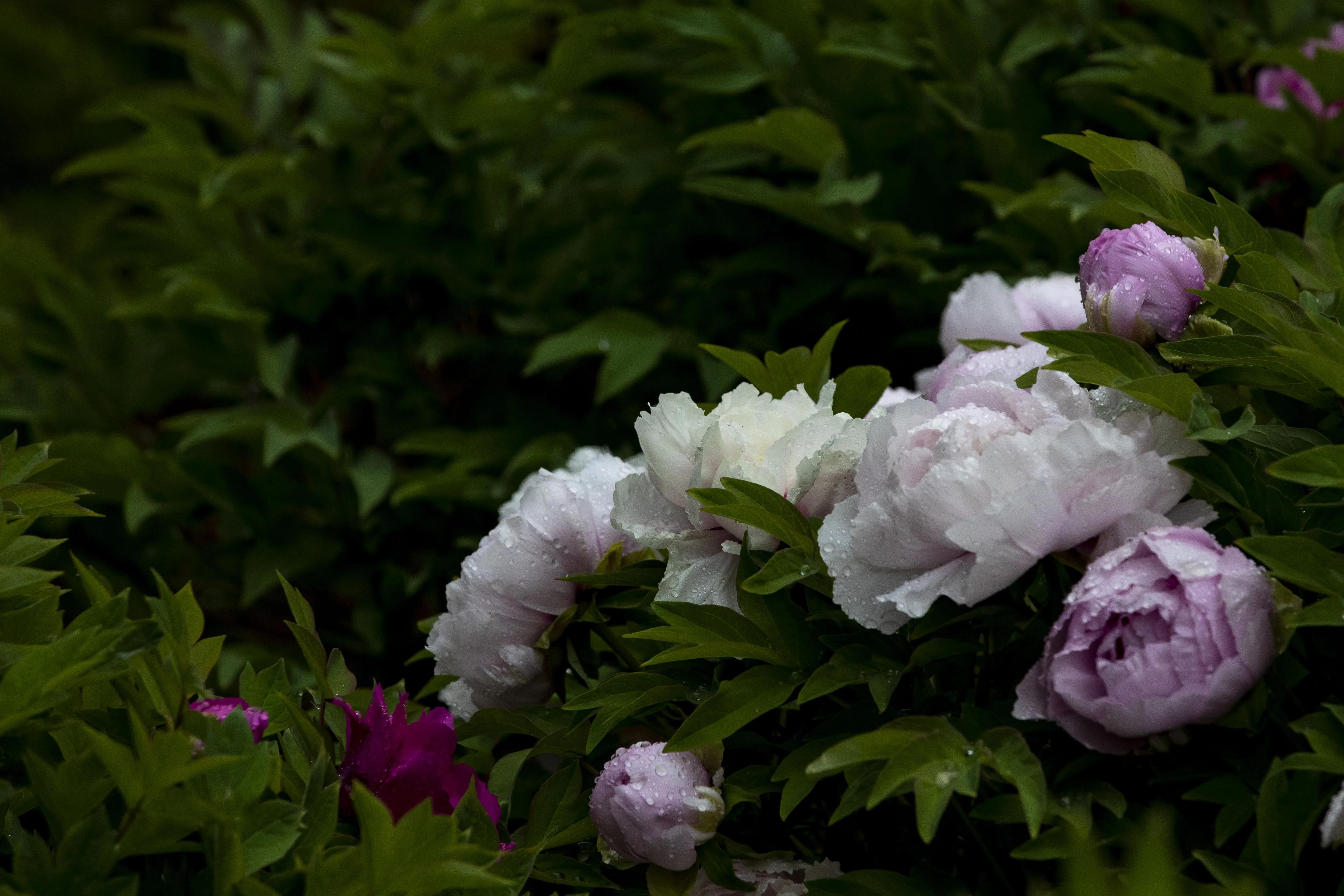 牡丹花开得雍容华贵芳香四溢,牡丹花开雍容华贵视频