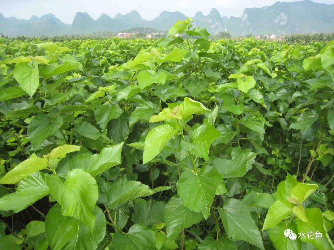 12种水产病害防治,你对水产动物病害的初步认识