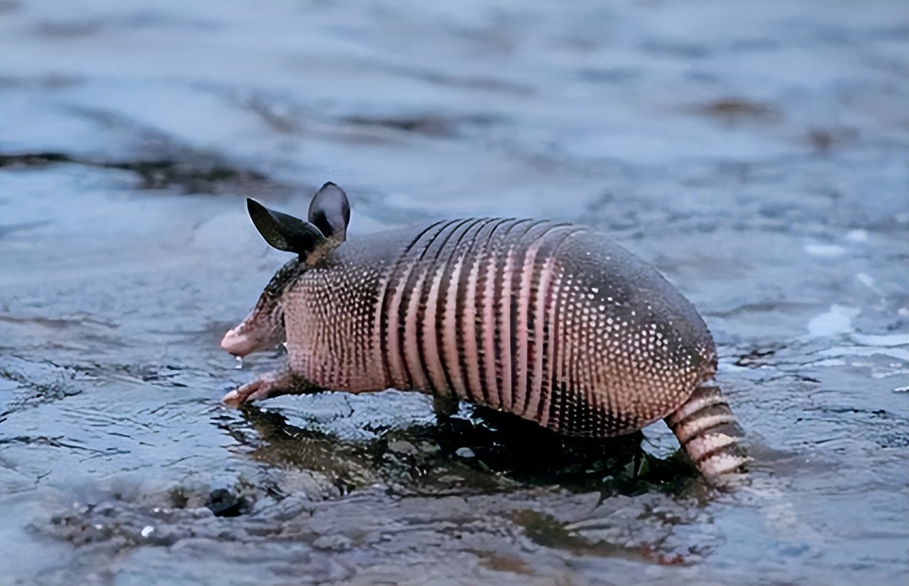 犰狳巴西,犰狳是巴西的国宝吗