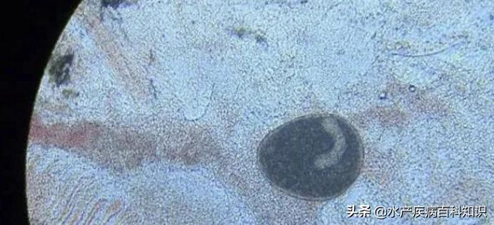 鱼塘细菌烂鳃病怎么治疗,烂鳃病养殖