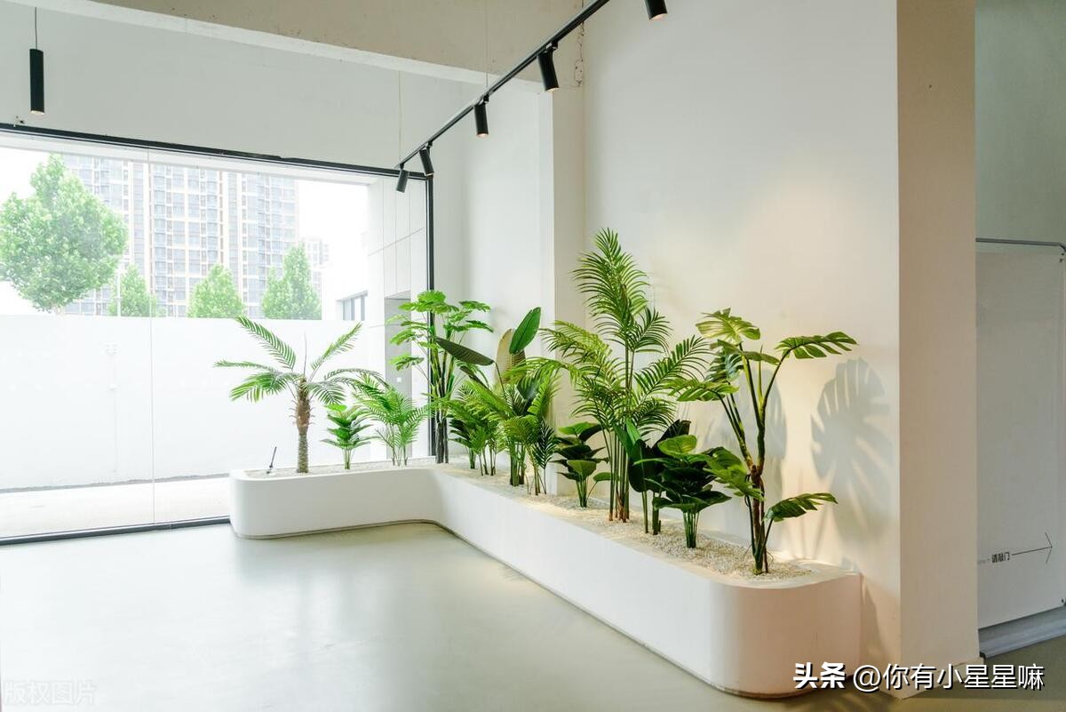 最好的甲醛吸附植物,室内吸附甲醛植物排名