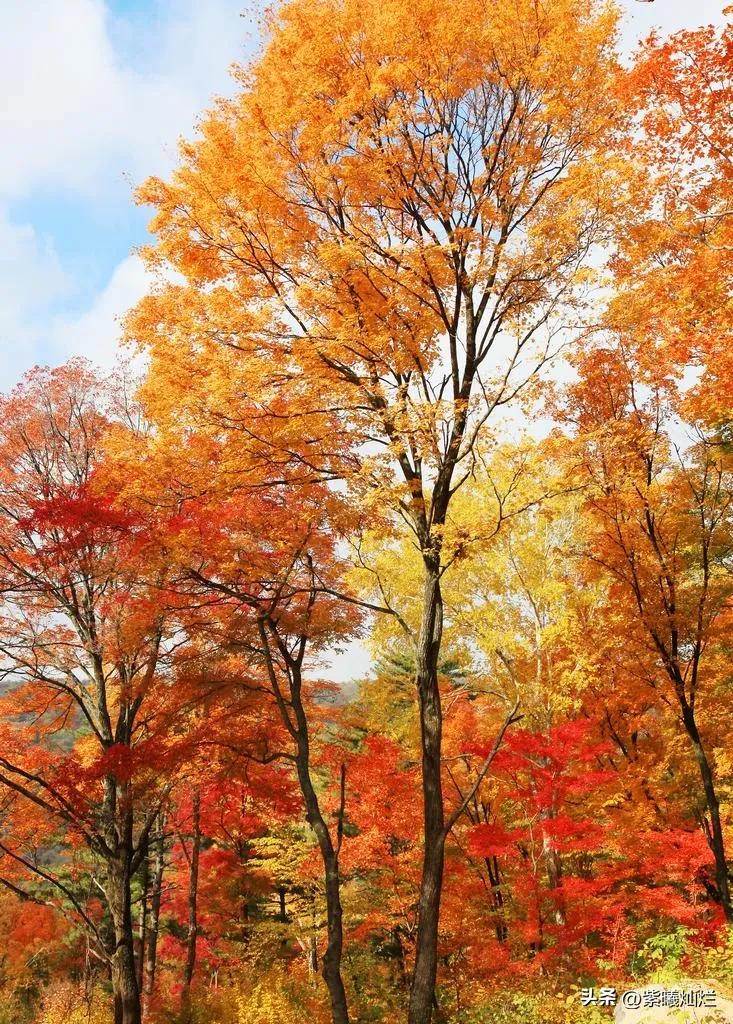 一地落叶渲染了秋色惊艳了时光,秋风亲吻银杏叶