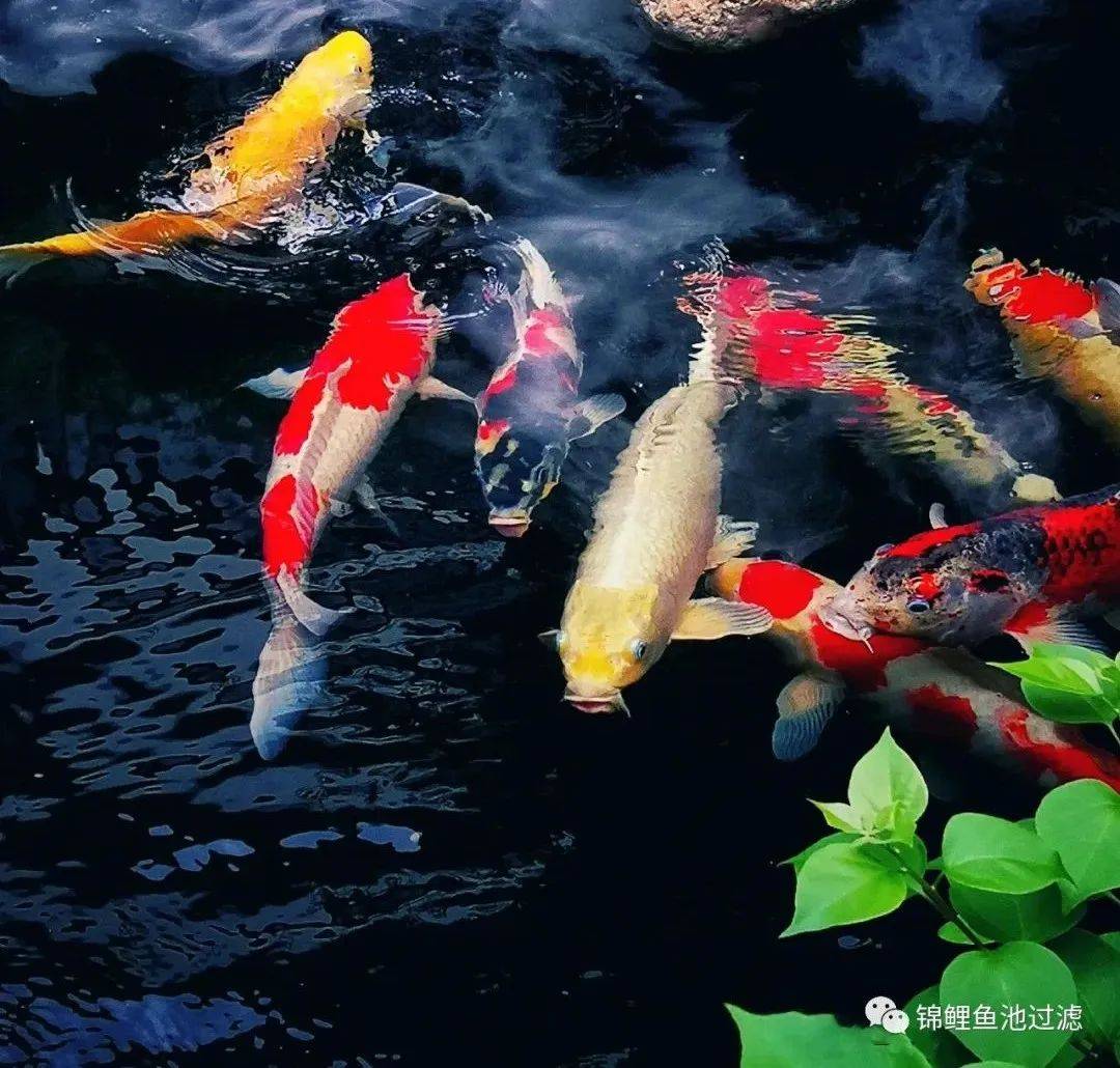 锦鲤鱼池下过滤池底粪便如何清除,锦鲤鱼池过滤仓用什么做盖子好