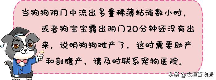 狗狗快生产了,狗狗快生产了肚子很硬