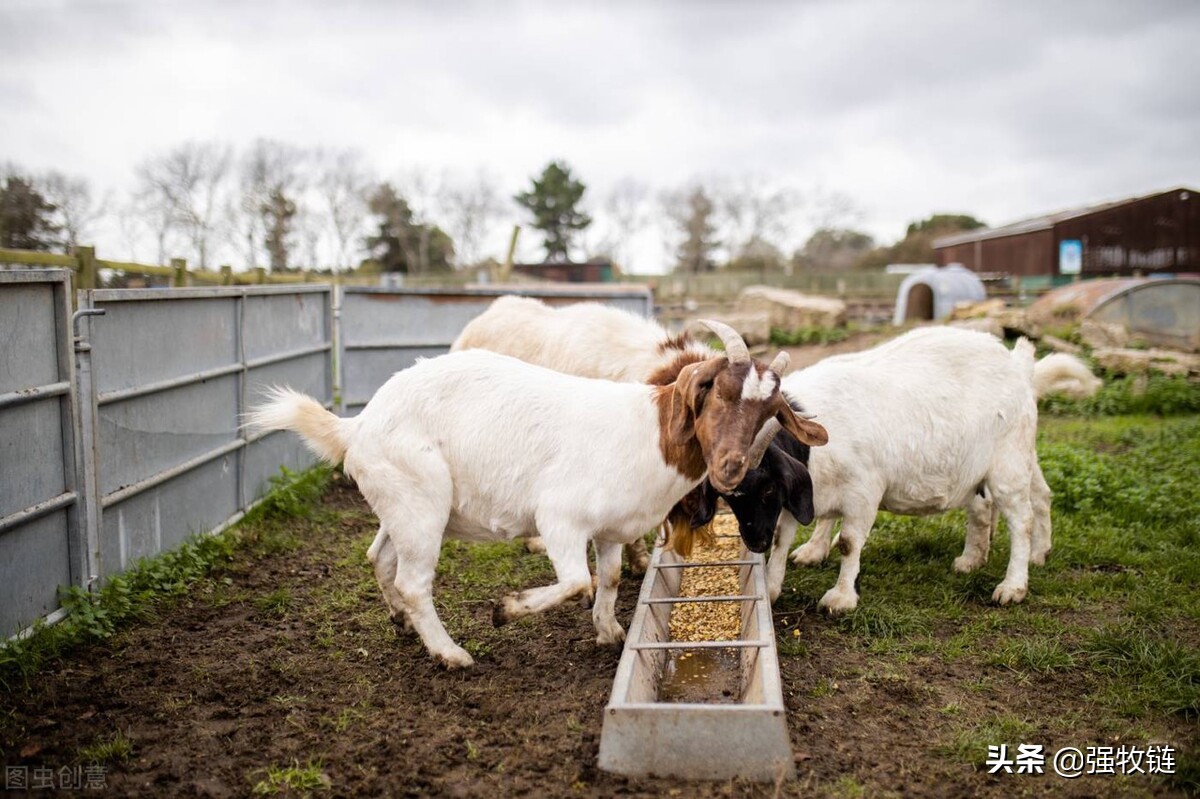 养羊最忌讳什么饲料,养羊喂发酵料注意事项