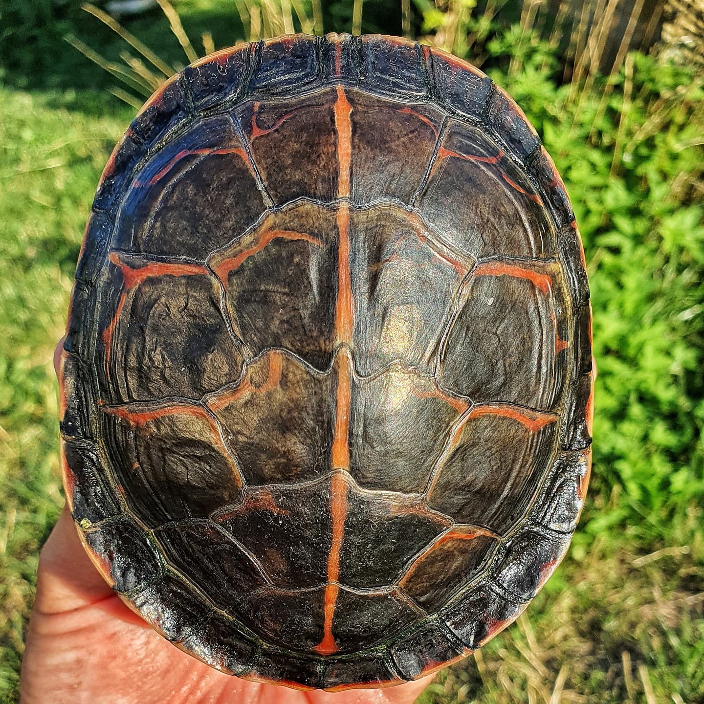 火焰龟吃红薯叶好不好,为什么火焰龟吃红薯叶