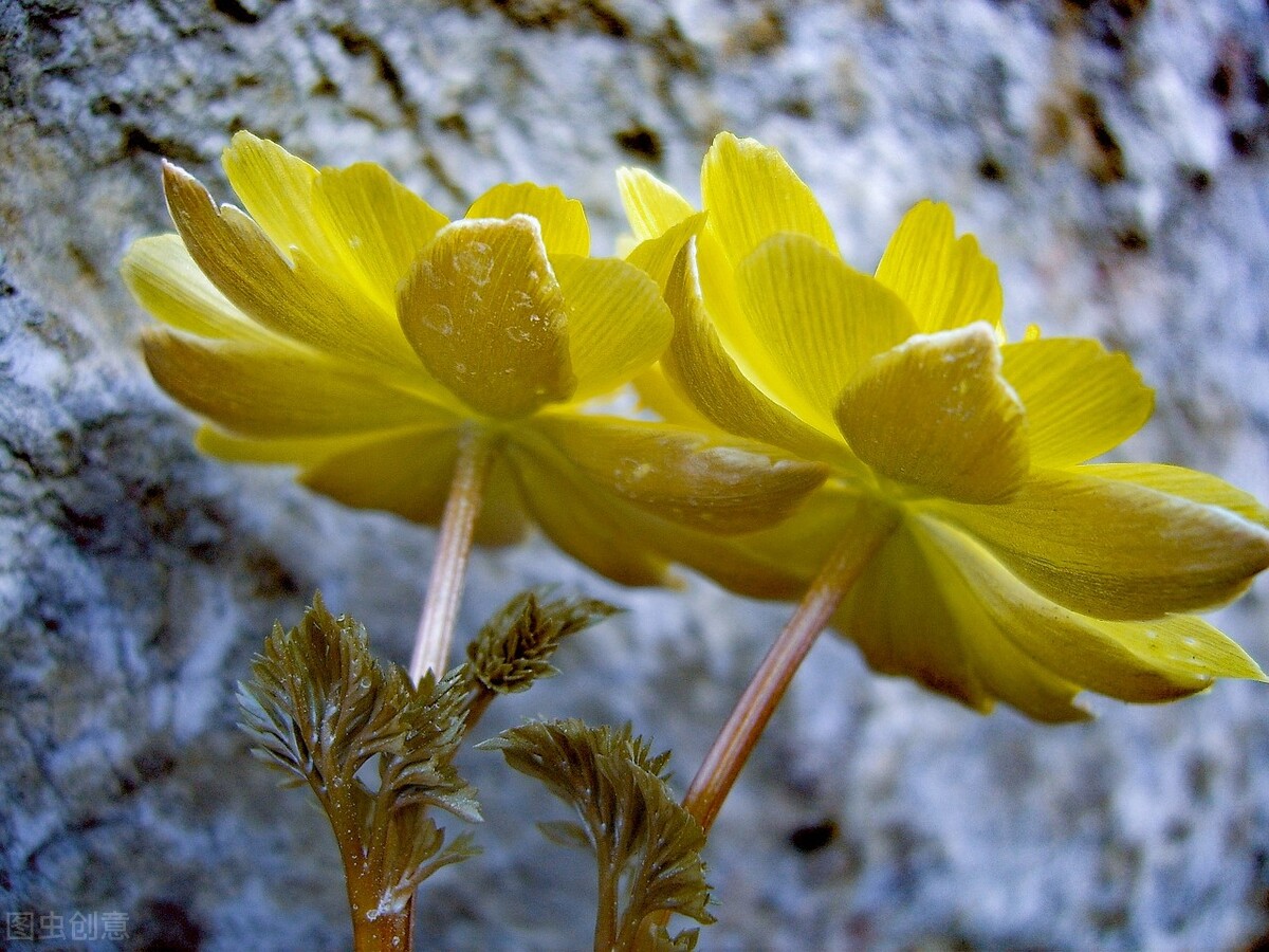 冰凌花享有林海雪莲之美称,牡丹江林海雪莲冰凌花悄然盛放