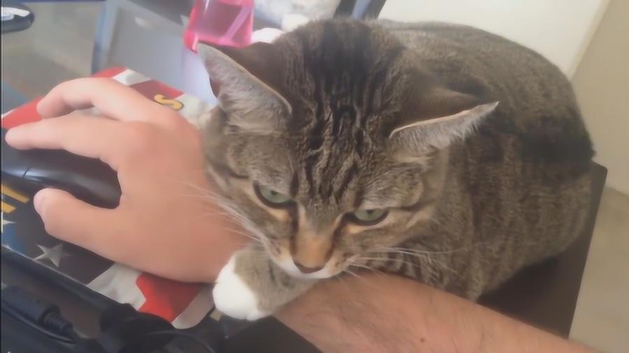 猫咪被抛弃为什么不离开,猫咪意识到自己被抛弃怎么样