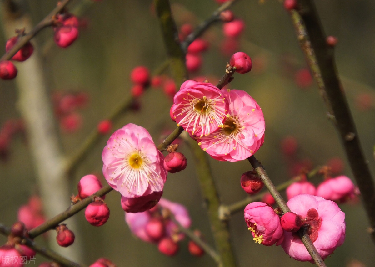 2022年愿身边所有的人都平安喜乐,2021你好愿平安喜乐万事顺遂图片