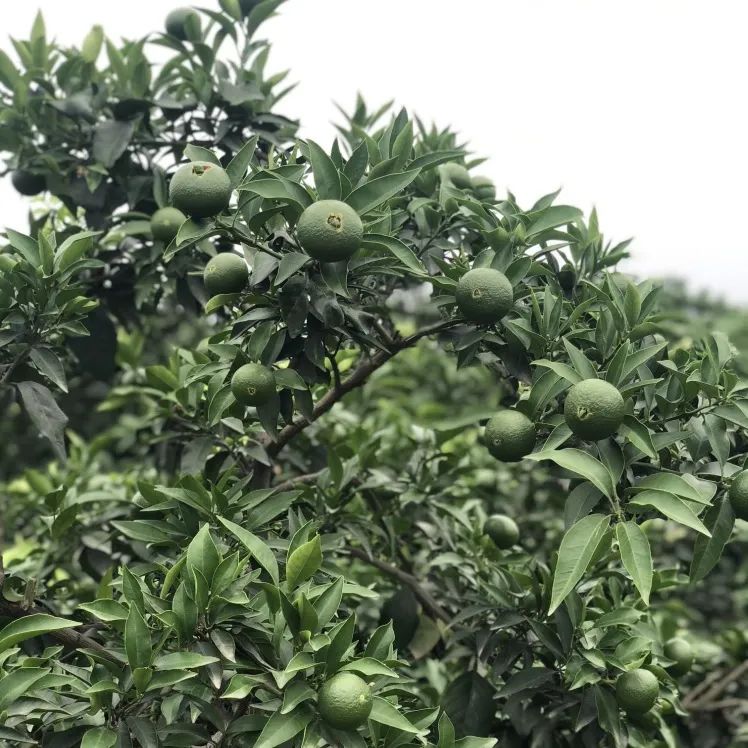 柑桔锈壁虱何时打药,防锈壁虱的最佳方法